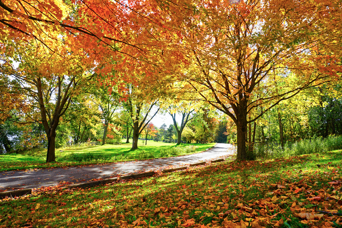 Magia del foliage e fiammate poetiche rendono più caldi i colori dell’autunno