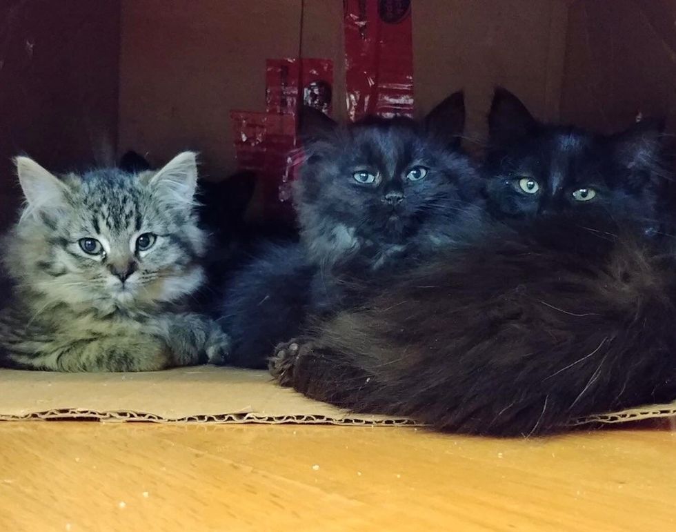Stray Cat Brings Her Kittens to Family that was Kind to Her, and