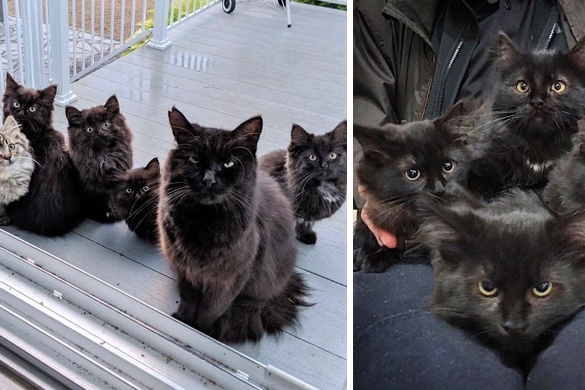 Stray Cat Brings Her Kittens to Family that was Kind to Her, and Changes Their Lives Forever