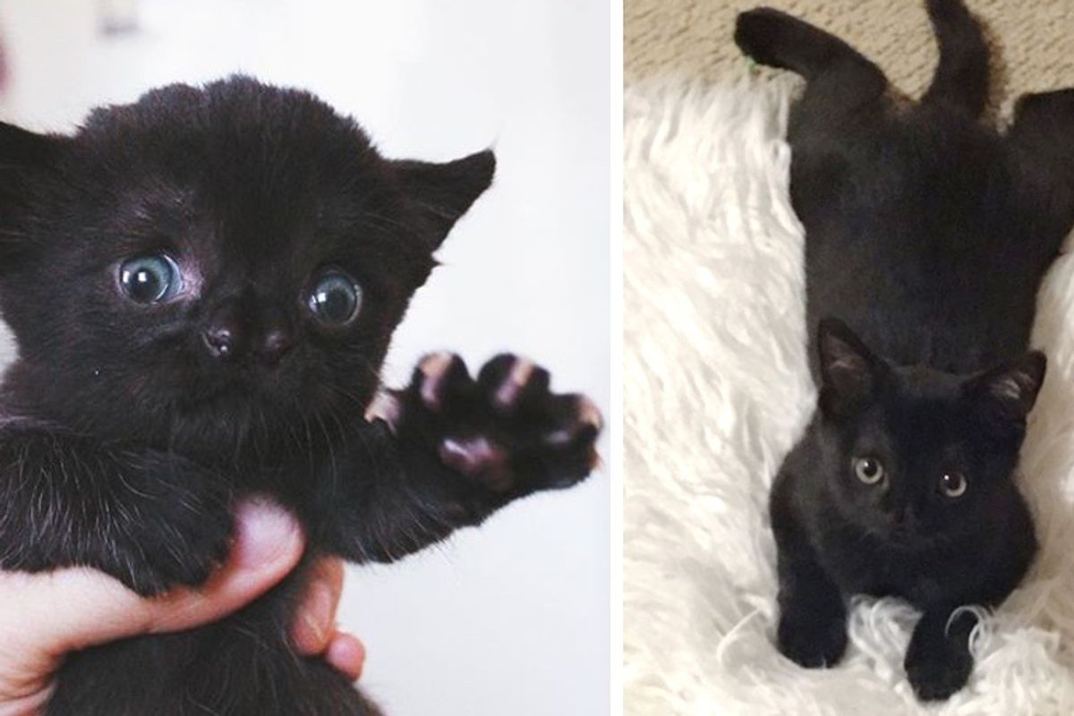 Kitten Determined to Grow Strong After Being Found in Backyard, Now Reaches New Chapter in Life