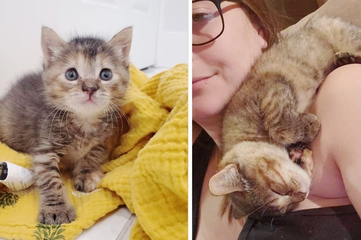 Kitten Found in Backyard, Pulled Through Like a Champ and Turned Out to Be Biggest Cuddle-bug