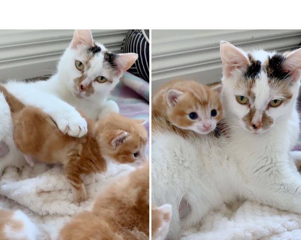 Cat Kneads Away with Happy Paws When She Finds Family to Help Her