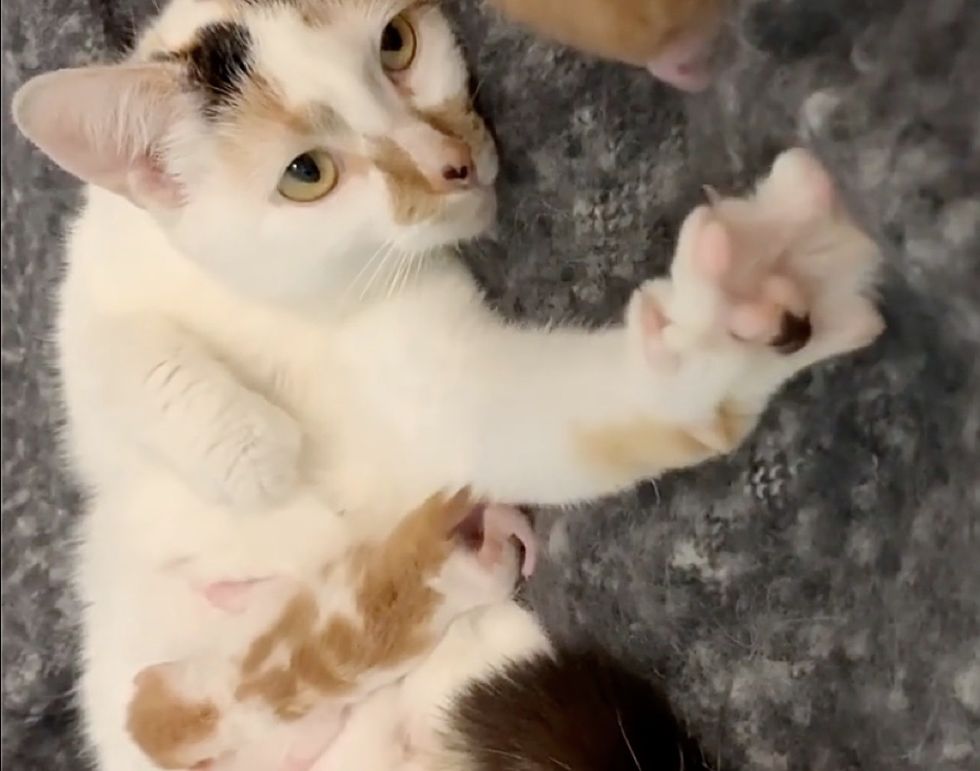 Cat Kneads Away with Happy Paws When She Finds Family to Help Her Kittens Love Meow