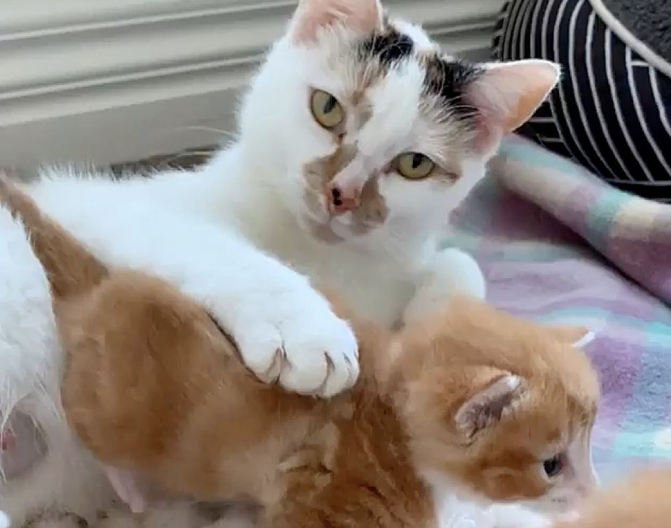 Cat Kneads Away with Happy Paws When She Finds Family to Help Her Kittens Love Meow