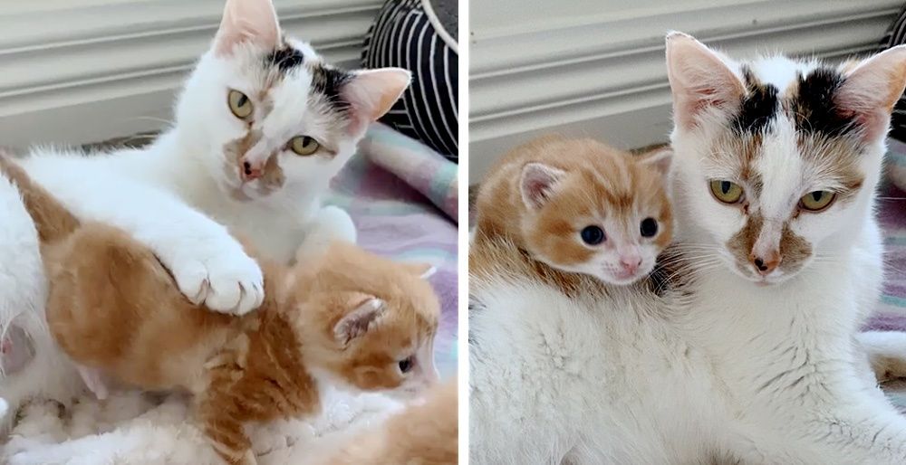 Cat Kneads Away with Happy Paws When She Finds Family to Help Her