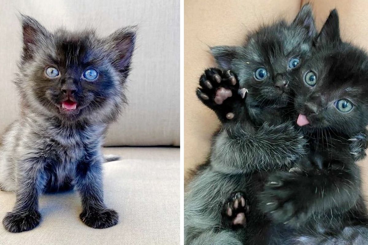 Kitten Found in Backyard with His Siblings, Grew Unique Coat, Determined to Thrive
