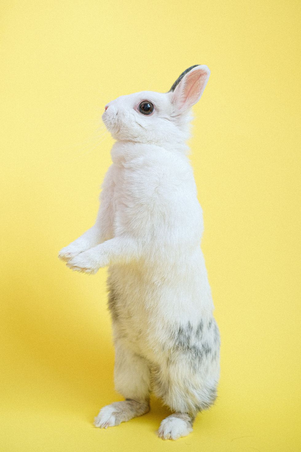 Why Is The First Of The Month Called "Rabbit Rabbit Day?"