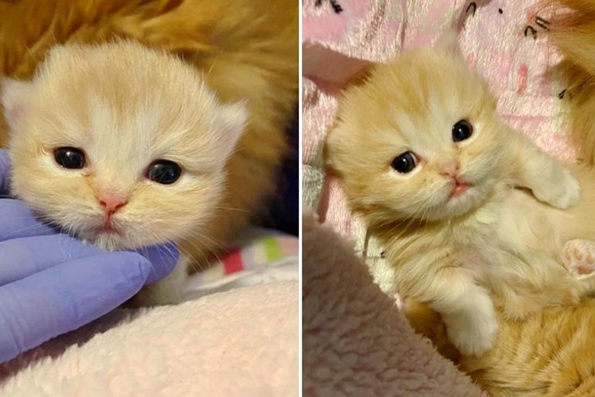 Cat So Happy When Her Only Kitten Starts to Thrive with Help of Kind Family