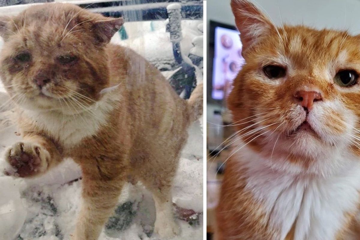 Cat Showed Up at Family's Door and Asked to Be Let Inside After Spending Years on the Streets