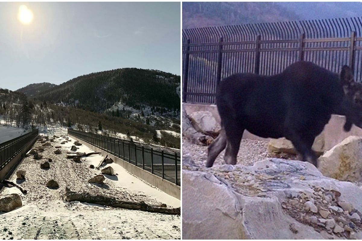 'It's working!': Pics show animals aren't afraid to cross Utah's new 'Critter Bridge'