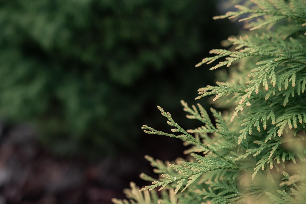 Fever pitch: When the pandemic and cedar fever season collide in Central Texas