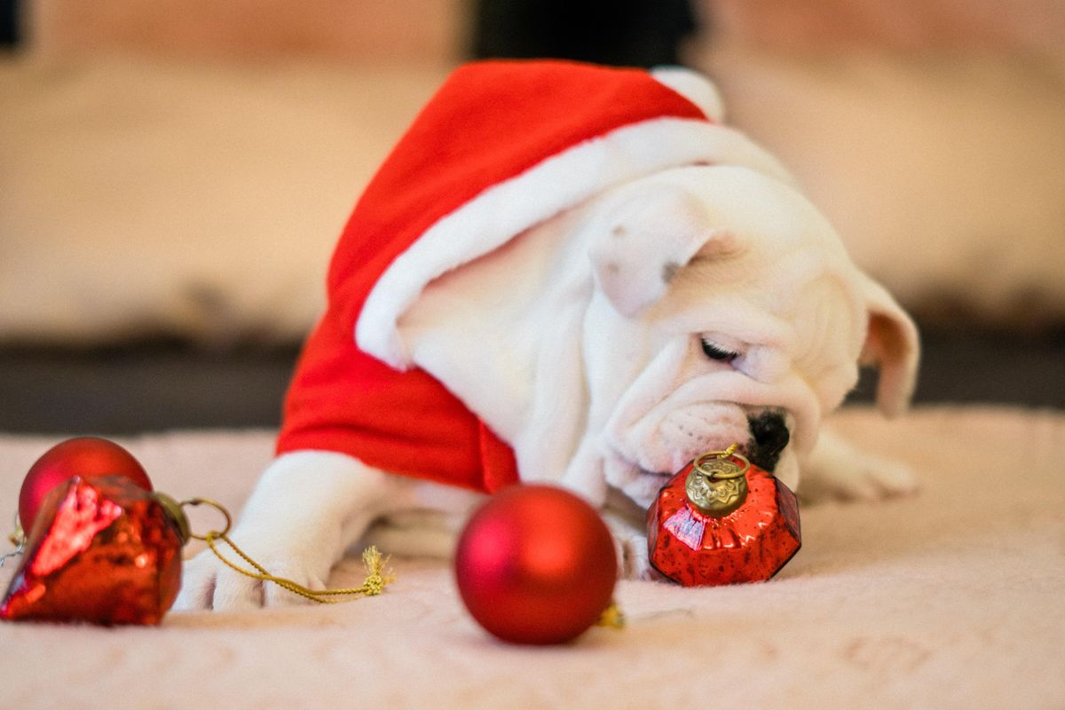 Countdown to Christmas: Austin dogs are ready for the holidays