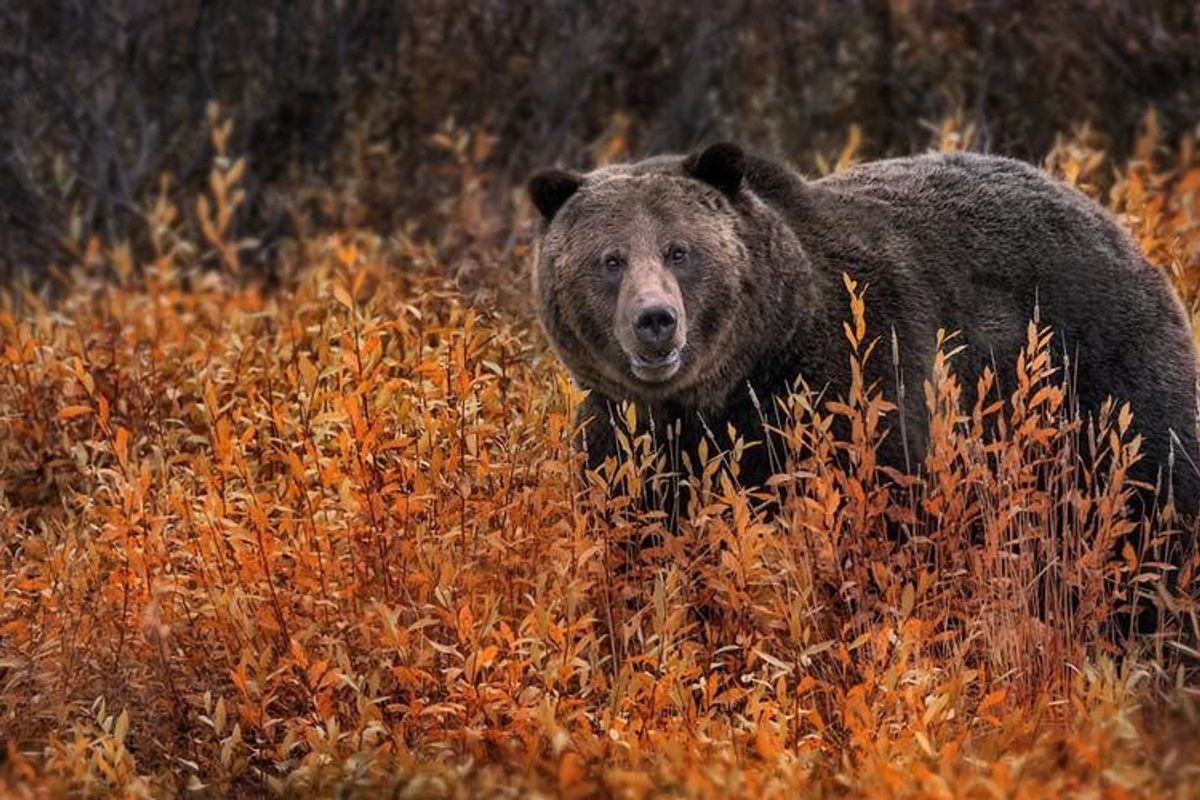 'The most anti-wildlife president in history' guts species protection in his lame duck period