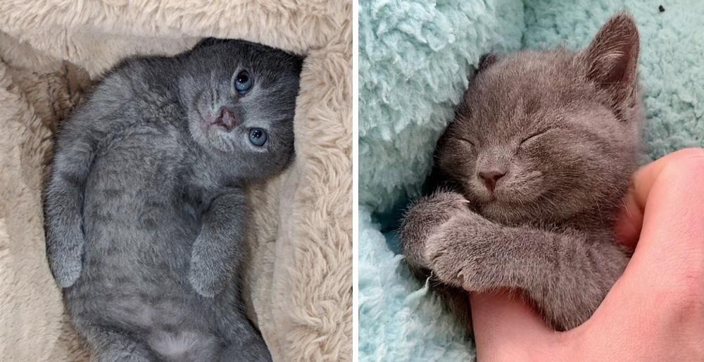 Can I Leave Two Kittens Alone For 8 Hours