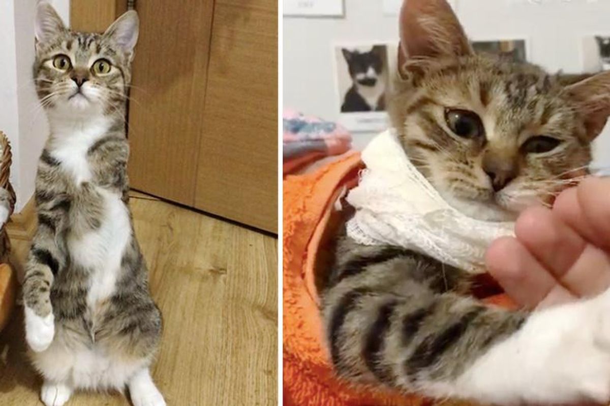 Kitten with 3 Legs Grabs Kind Woman by Her Hand and Insists on Going Home with Her