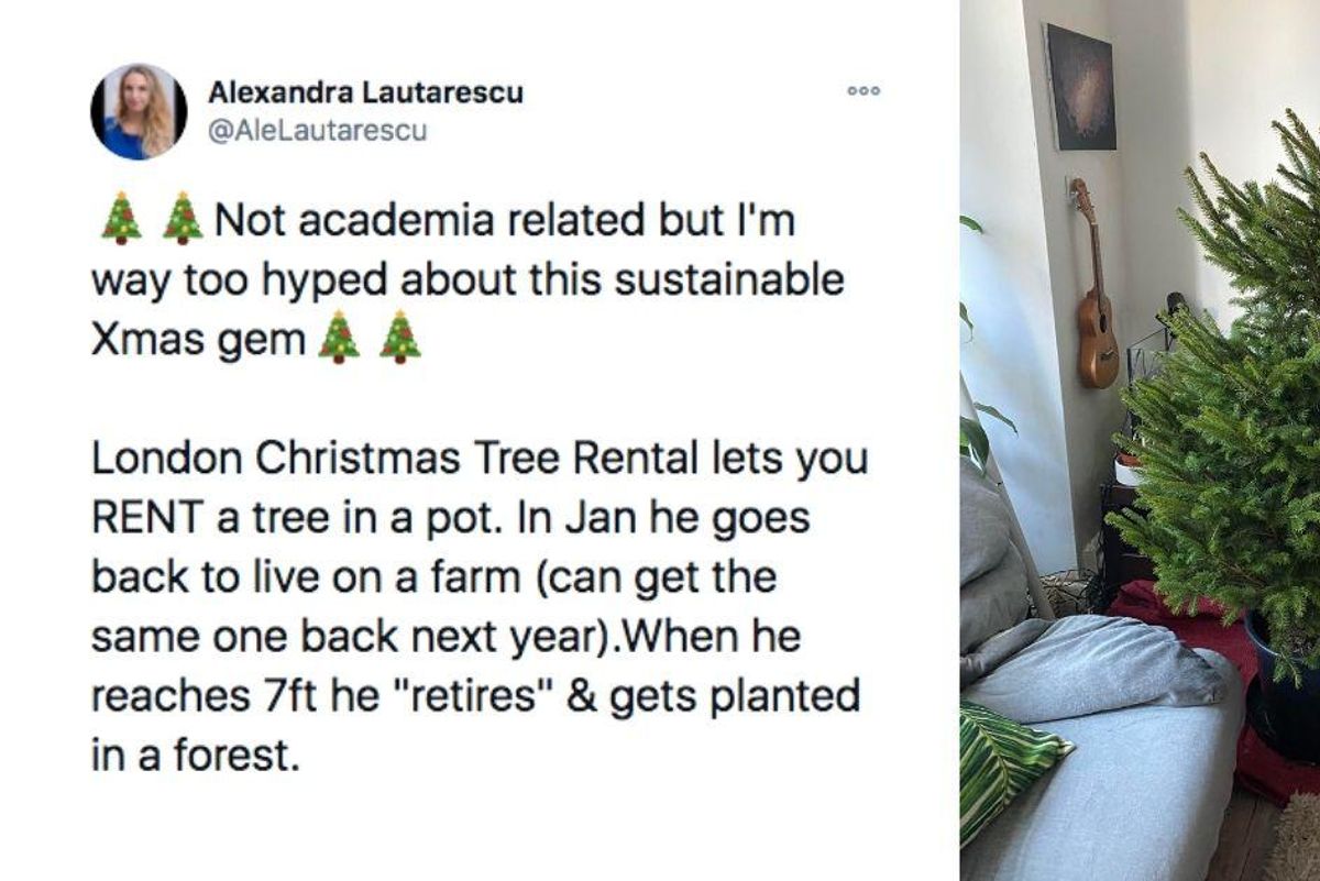 Christmas tree rental provides a solution to the real vs. artificial tree dilemma