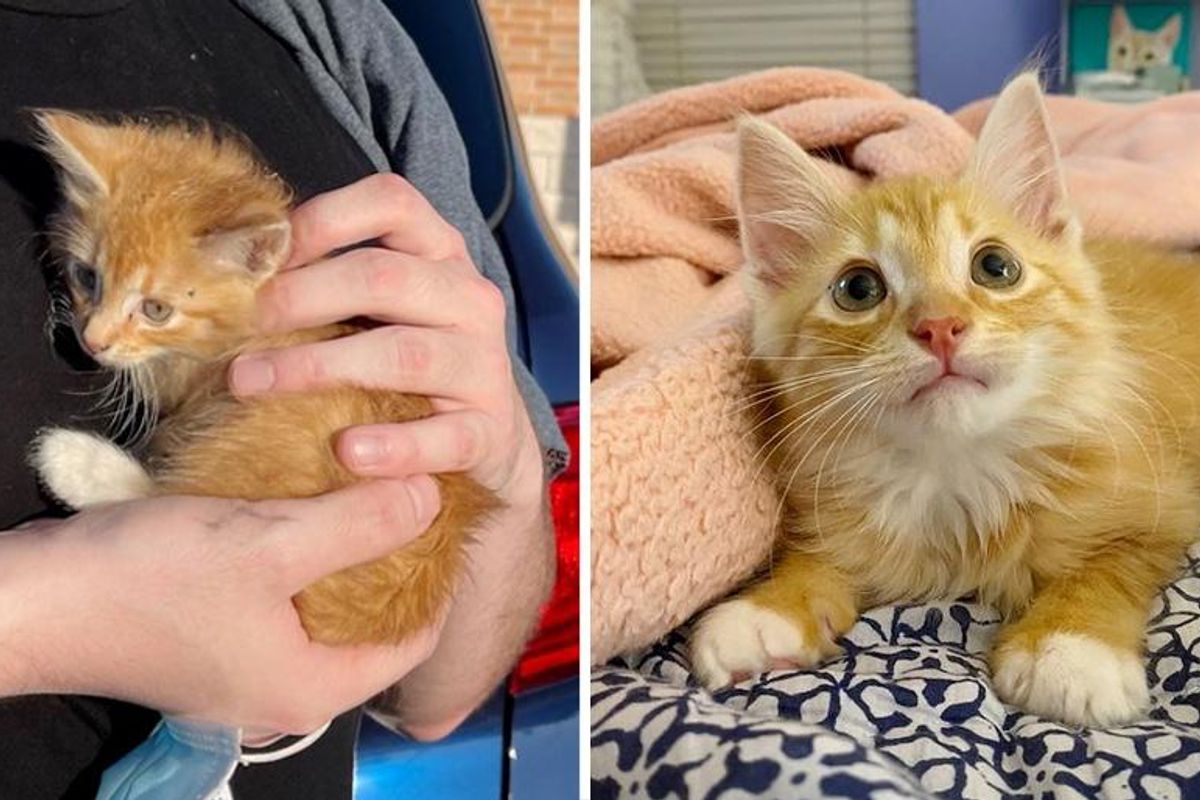 Stray Kitten Held onto Person Who Found Him Behind Forklift, His Life is Forever Changed