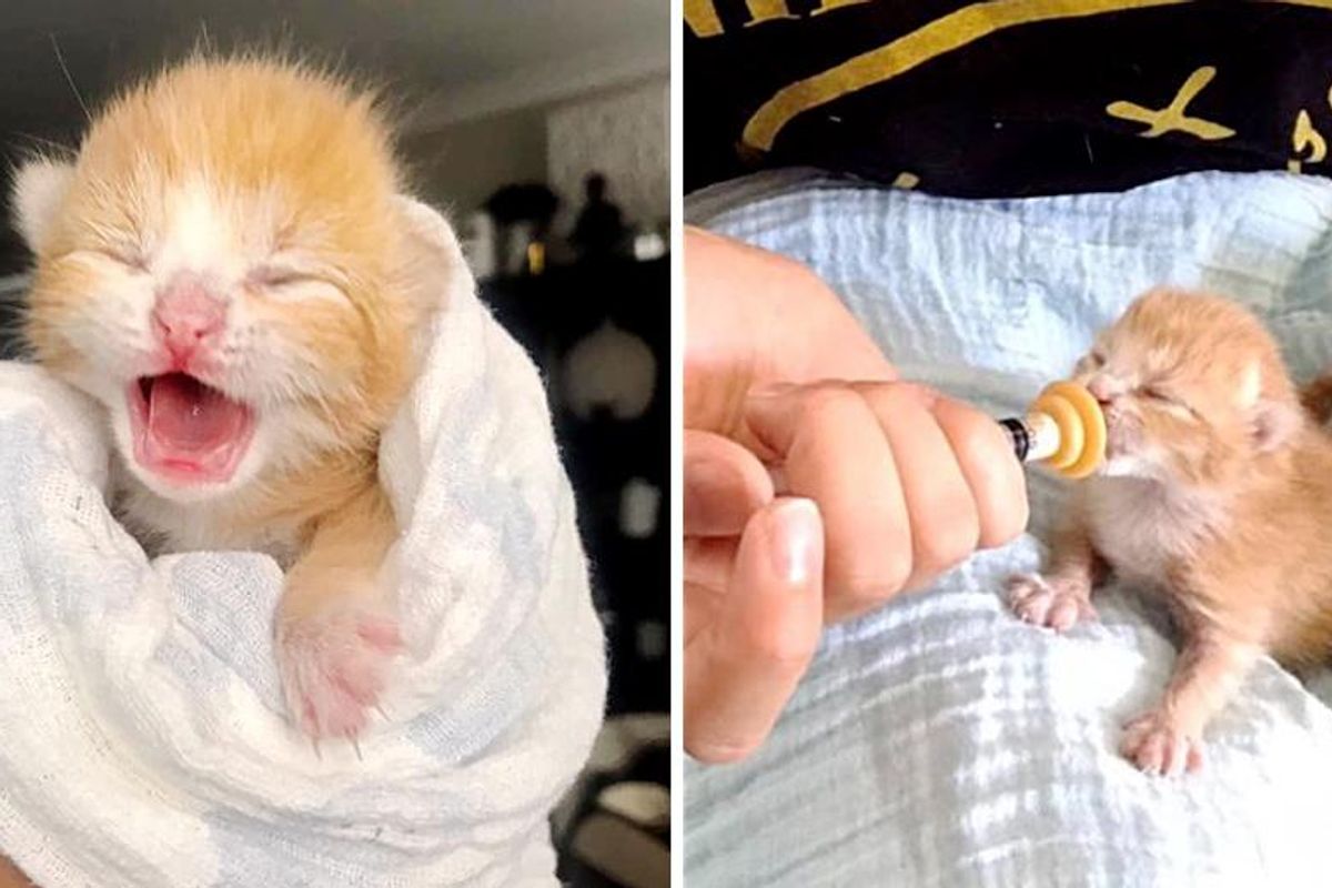 Kitten Found in Garden Alone, So Happy When Cat Takes Him in and Raises Him as Her Own
