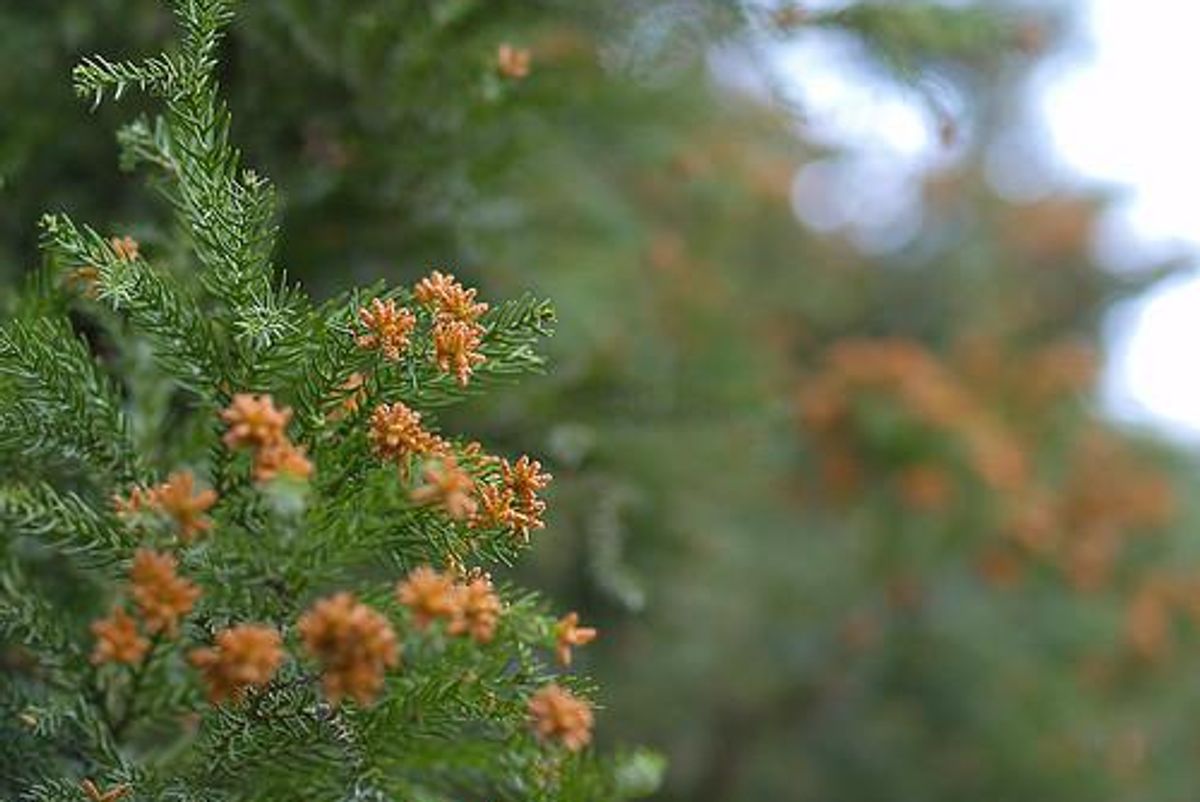 Sneezing more than usual? Cedar pollen reaches a high