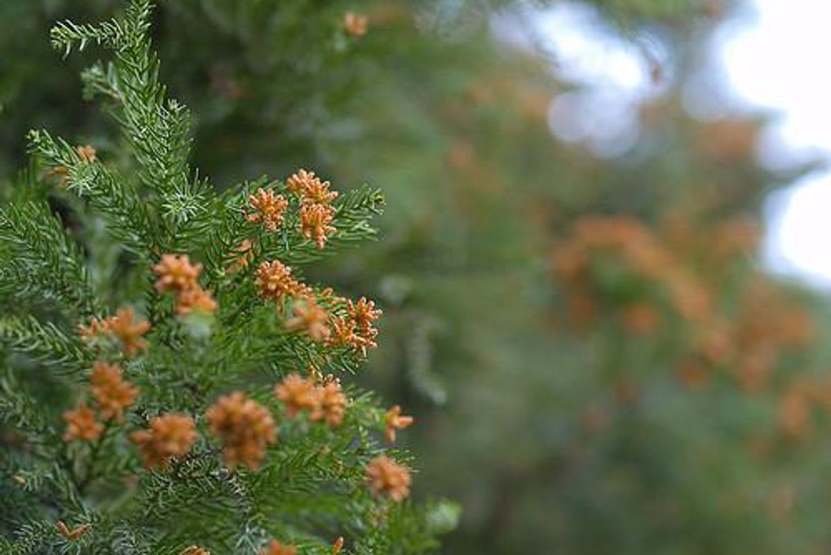Cedar pollen hits highest count of the season so far