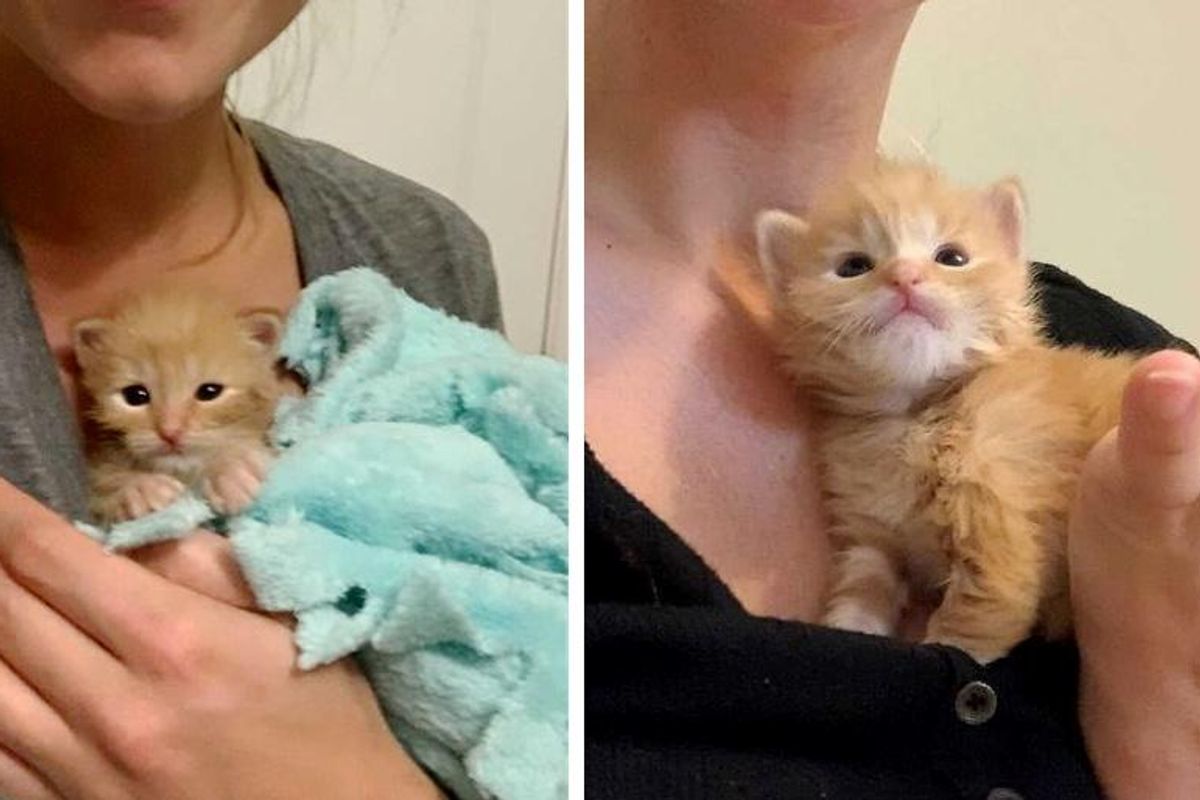 Kitten Wins the Hearts of Family that Brought Him Back to Life, and Transforms into Gorgeous Cat