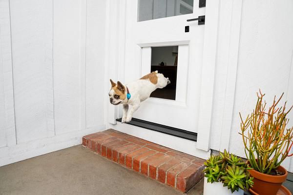 Puppies have a sliding pet door, with their collar the key Gearbrain