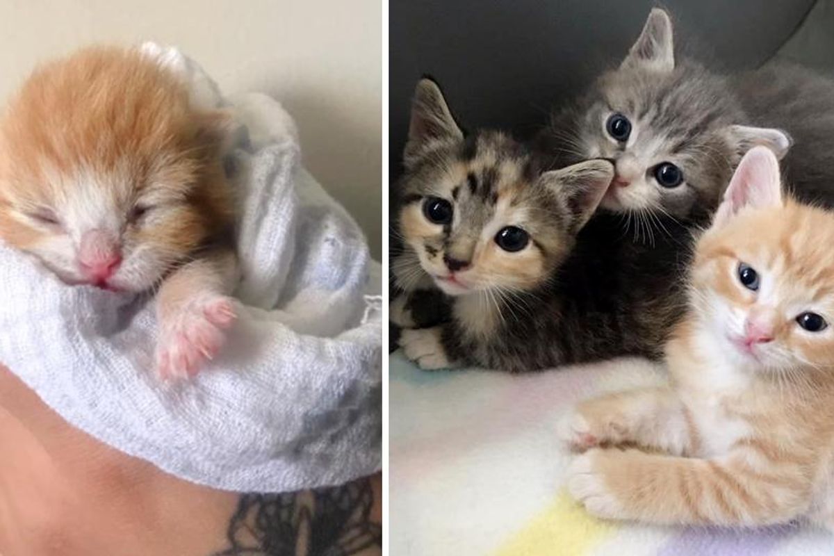 Kitten Found Left Behind in Garden, Weeks Later, They Discovered the Rest of His Family