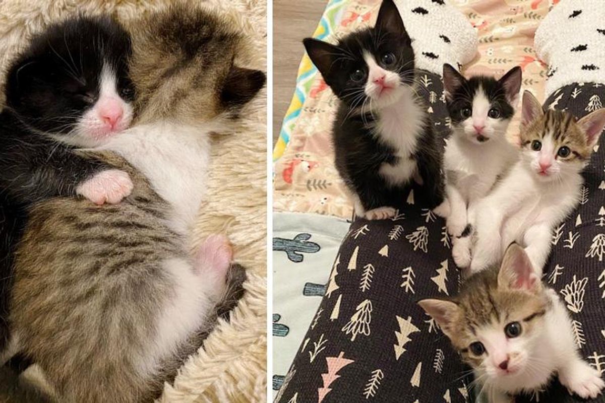 Kittens Found in Freezing Cold, Got Help Just in Time, Now Thriving to Be Sweetest Lap Cats