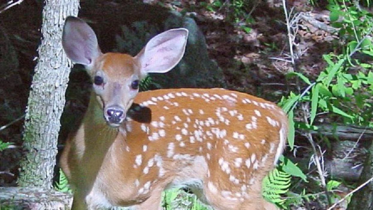 Virginia mom gets adorable surprise when her 4-year-old brings home a baby deer