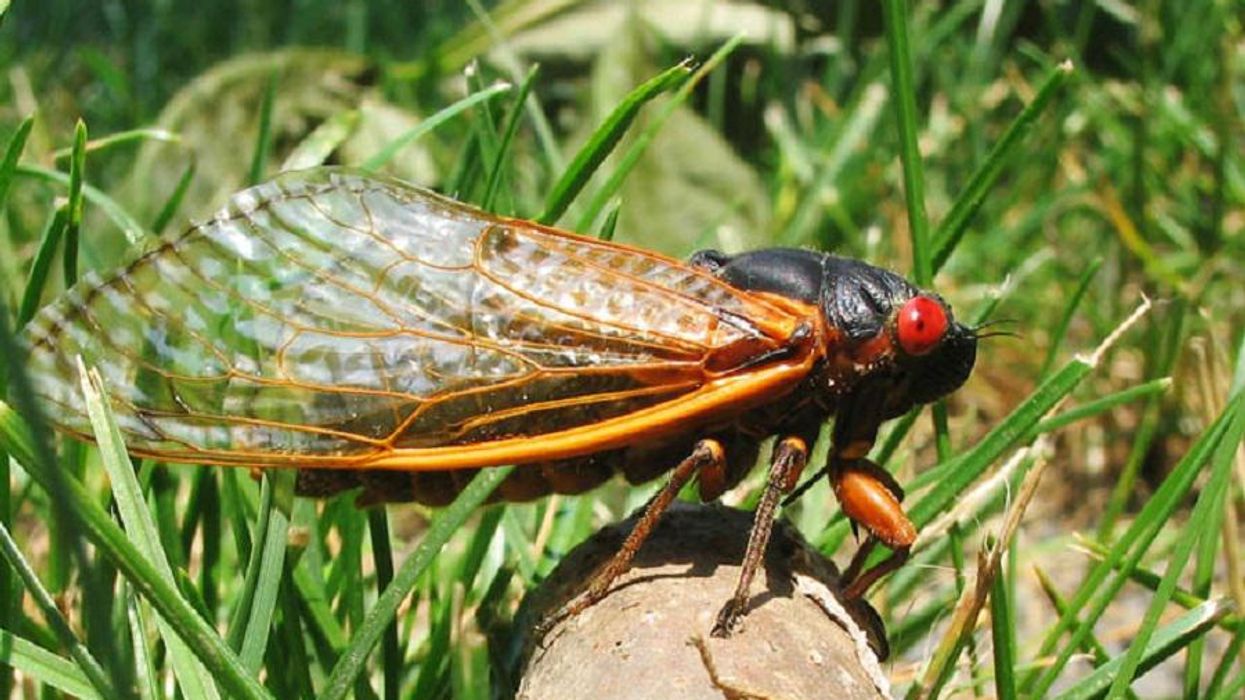 'Swarms' of cicadas expected to emerge this spring; looks like 2021 isn't backing down