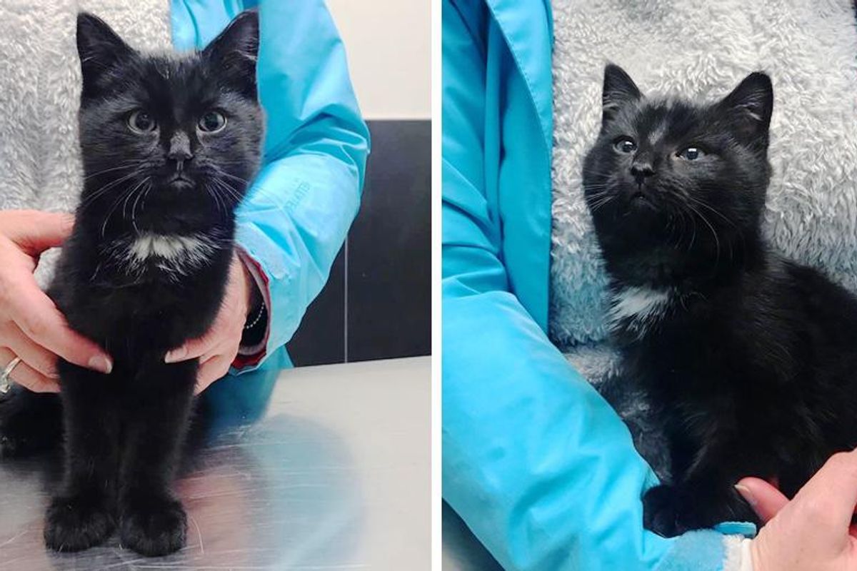 Shy Kitten Found Hiding in Bushes, Becomes Brave and Thrives with Help of Kind People