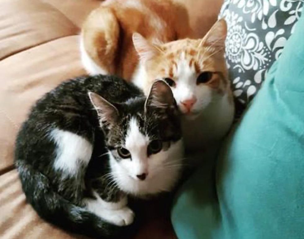 Cat Brought Stray Kitten Home from Backyard and Raised Him into ...