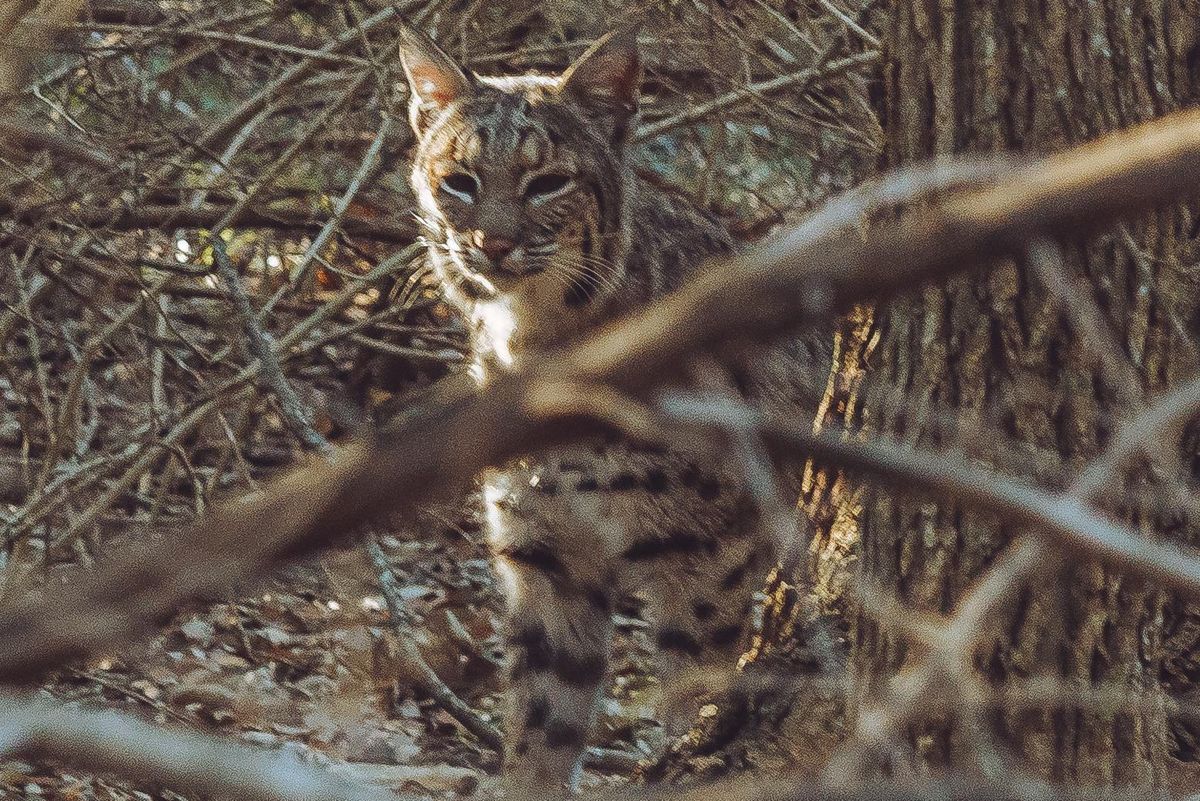Rare sighting of bobcats in southwest Austin caught on camera