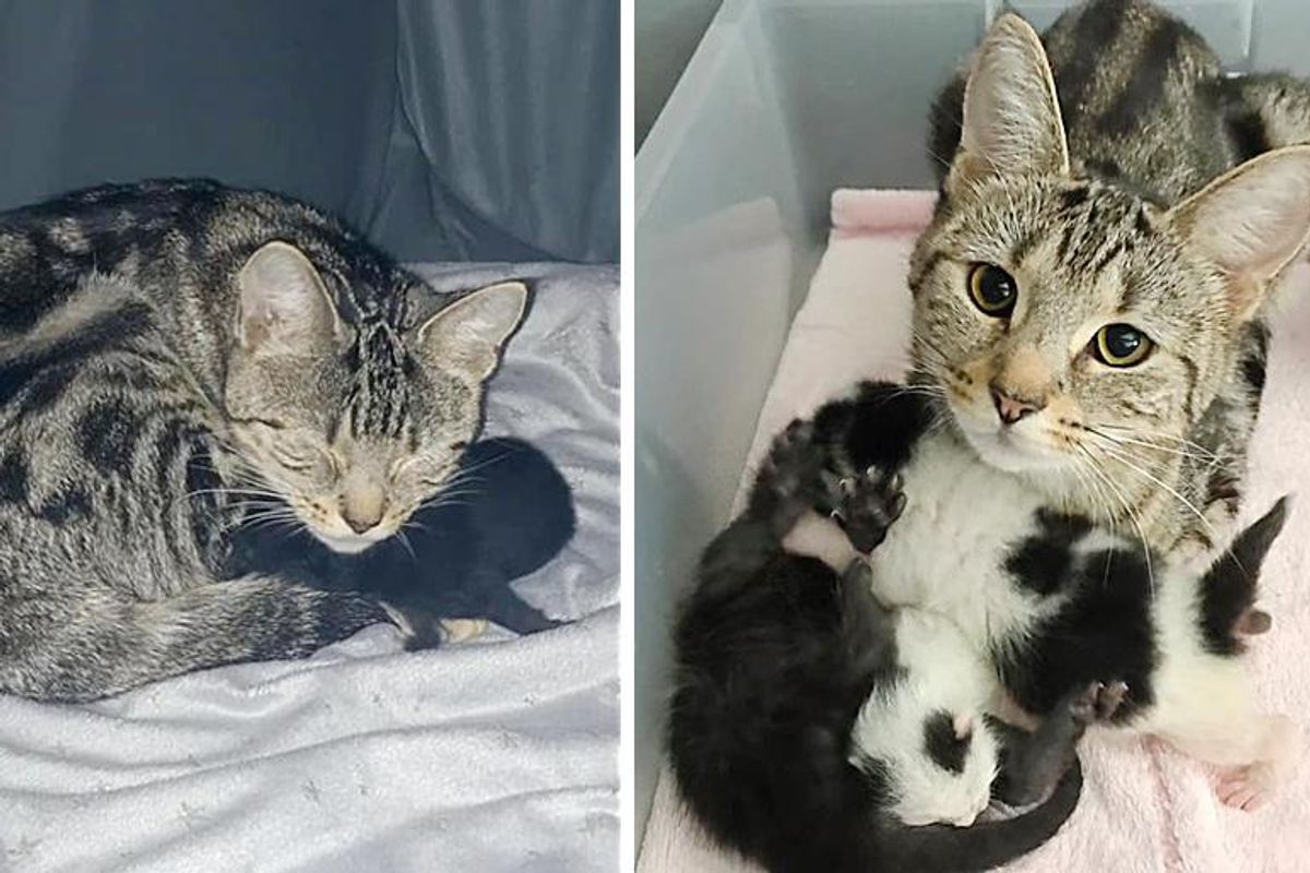 Cat Bounced Back with Her Own Kitten, Adopts 2 Others and Helps Them Thrive