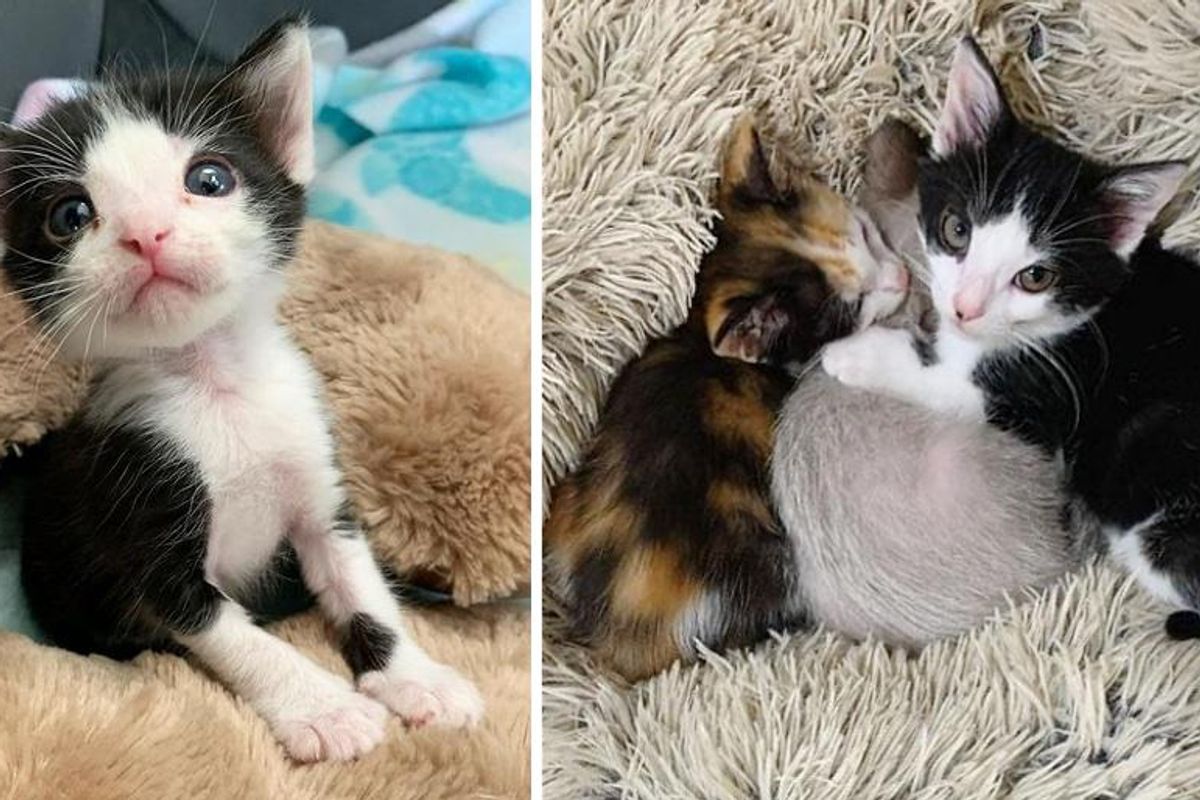 Kitten Found as Stowaway, Turned Out to Be Nurturing Cat to Other Kittens in Need