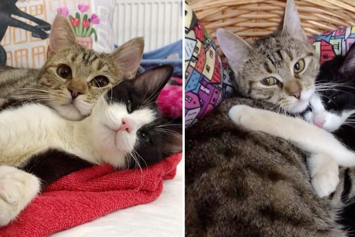Cat with 3 Paws Takes Paralyzed Kitten Under Her Wing and Their Friendship Blossoms