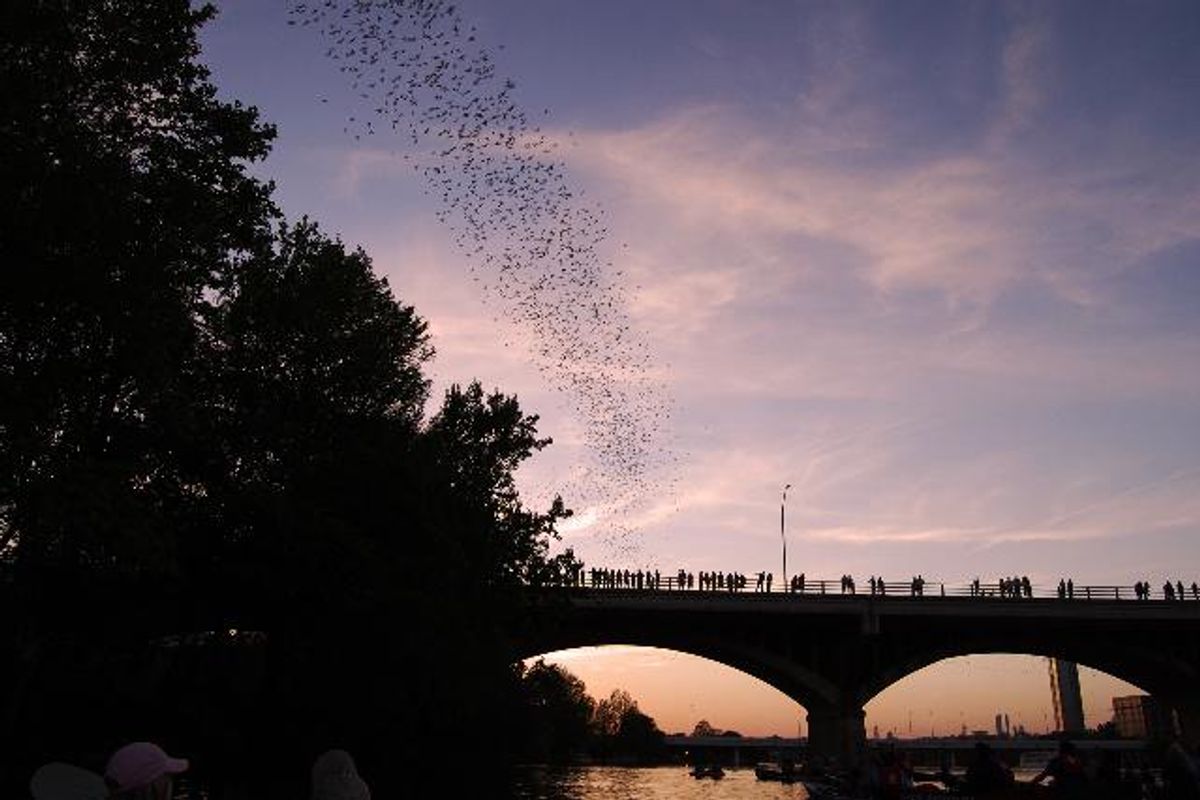 How to Austin: a field guide to a weird city