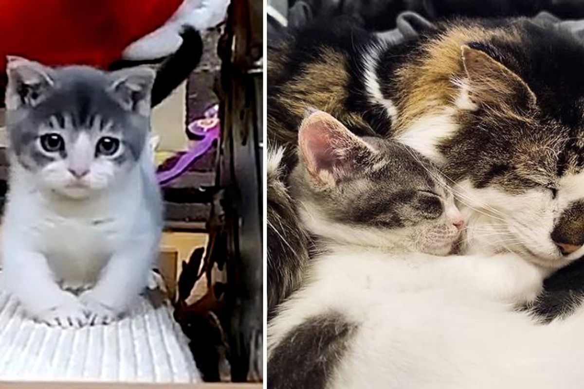 Kitten with Rare Condition Finds Grandpa Cat to Lean on After Being Brought Back from the Brink