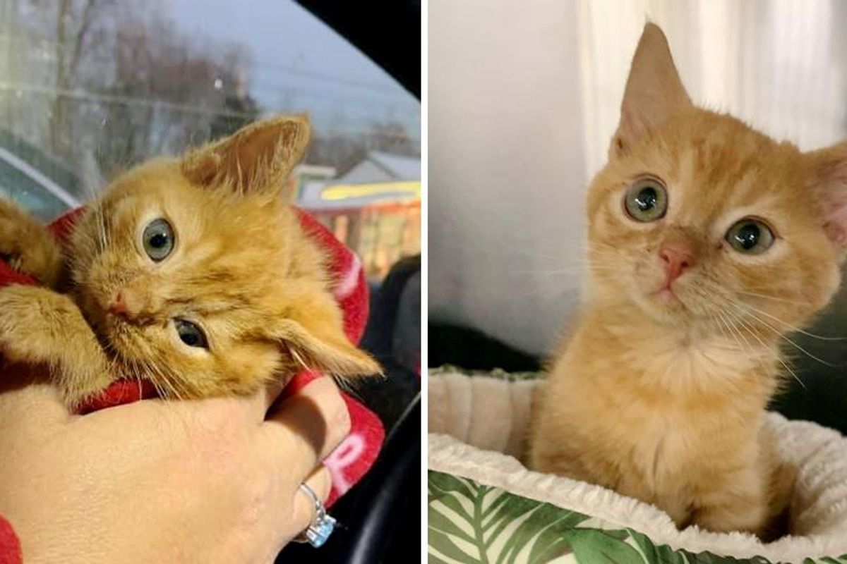 Kitten with Head Tilt and Strong Purr Found His Way into the Heart of Family