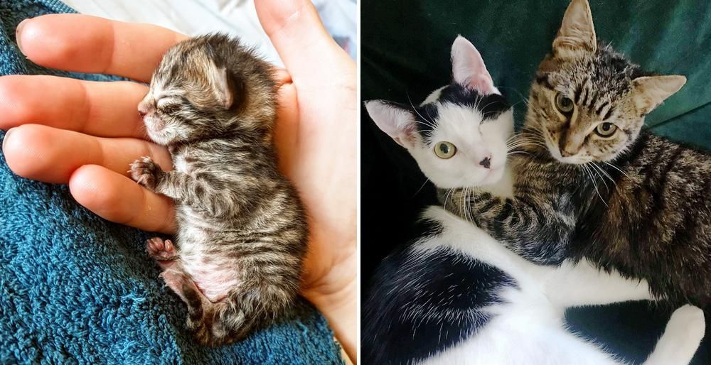 Kitten Bounces Back from Being So Tiny and Becomes Sweetest Friends ...