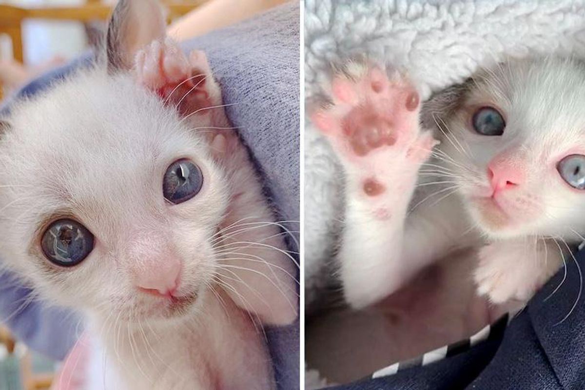 Kitten with Big Eyes But Half the Size, Clings to Family that Saved His Life and Transforms into Gorgeous Cat