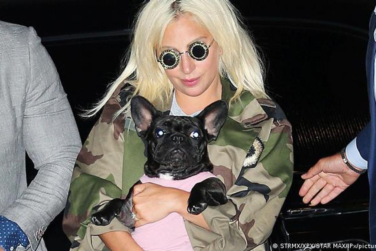 Lady Gaga and her French bulldog
