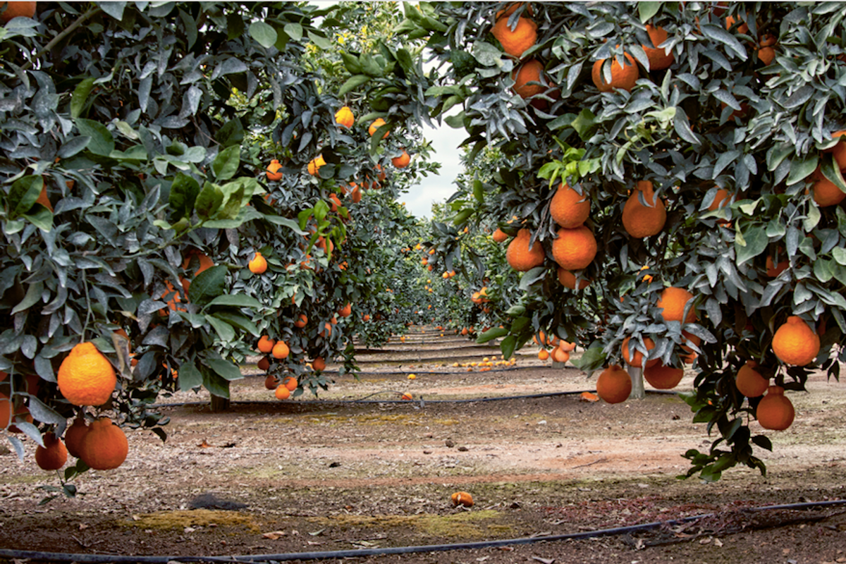 Here's what it takes to grow one of the most loved fruits in the world