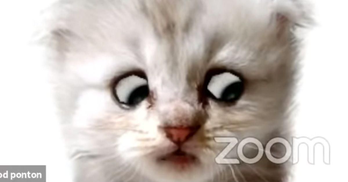 Lawyer Scrambles After He Can't Figure Out How To Turn Off Cat Filter During Zoom Hearing