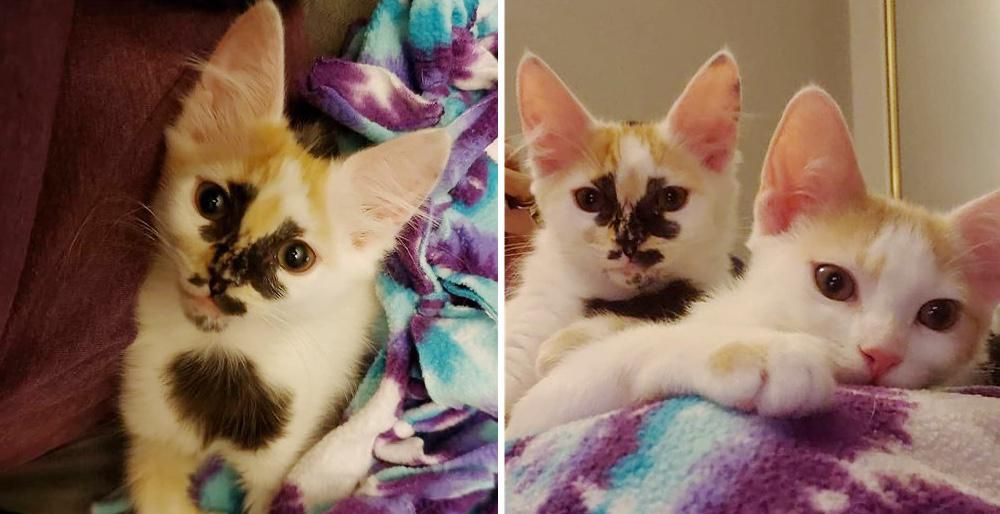 Kitten with Beautiful Markings Bounces Back and Thrives with Her Sister