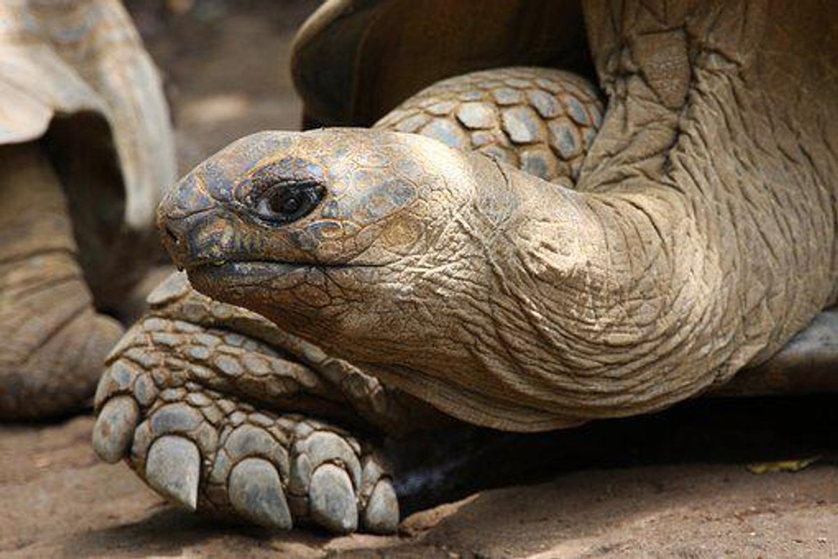 Austin man charged after trafficking endangered Galapagos tortoises