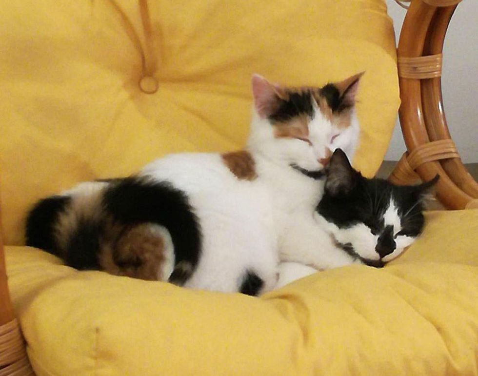 Kittens with Cute Goatees Never Leave Each Other, from Wandering the ...