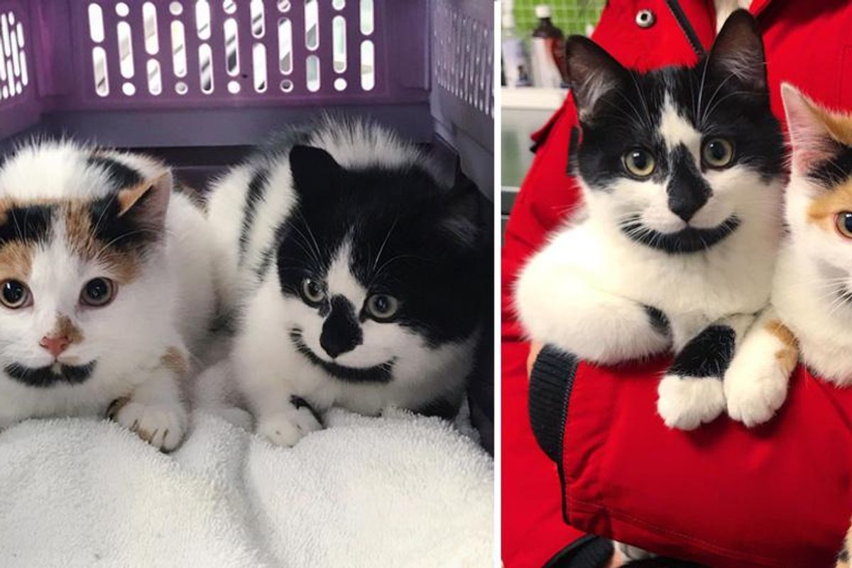 Kittens with Cute Goatees Never Leave Each Other, from Wandering the Streets to Having Dream Come True