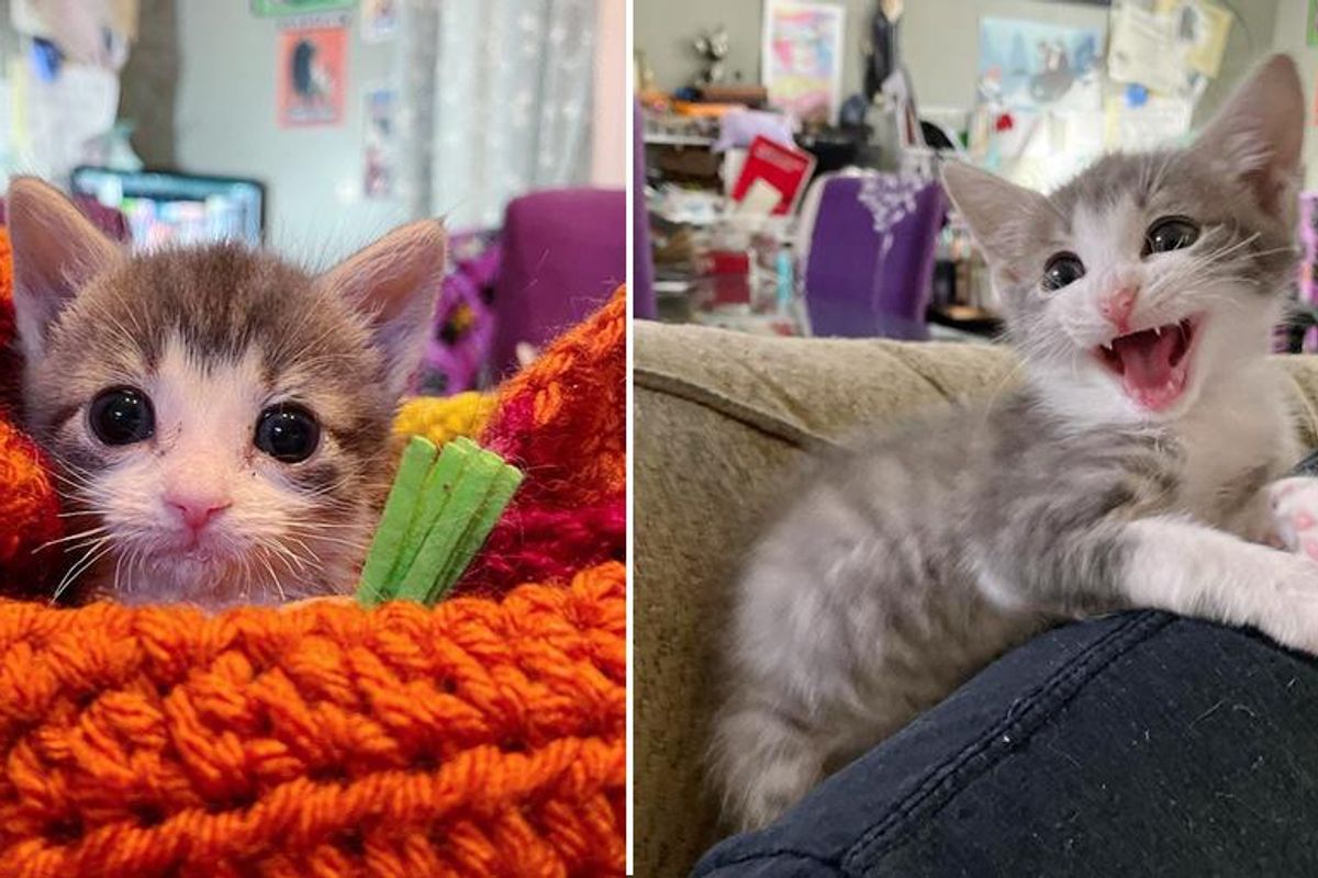 Wobbly Kitten with Determined Effort Gets Back on His Paws and Walks Again