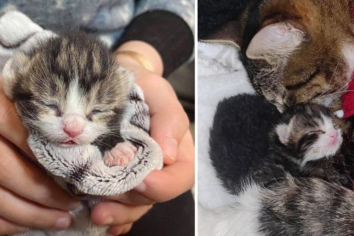 Cat So Happy to Be Reunited with Her Only Kitten After She Was Brought Back from the Brink